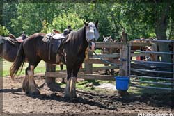 IMG_8442_resize